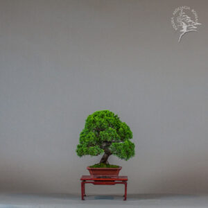 Juniperus chinensis | Adam Cieślik