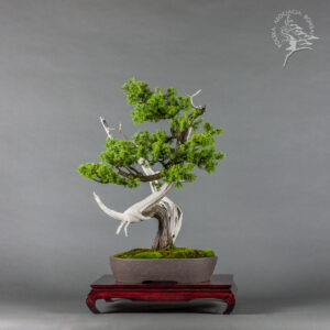 Juniperus communis | Patryk Klimczyk
