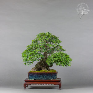 Ulmus minor | Łukasz Grochowski