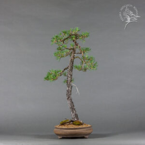 Pinus sylvestris | Wojciech Niemiec