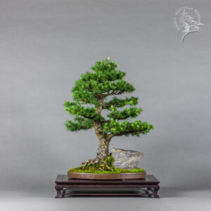Larix decidua | Grzegorz Malinowski