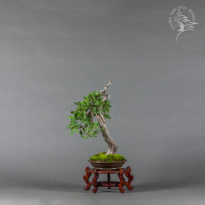 Ulmus minor | Bartosz Warwas