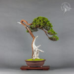 Juniperus virginiana | Marek Gajda