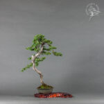 Juniperus communis | Paweł Kowalik