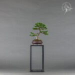 Juniperus chinensis | Wojciech Niemiec