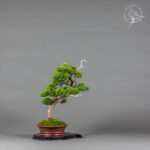 Juniperus sabina | Adrian Kos