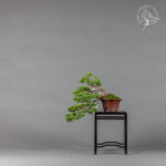 Juniperus chinensis | Adrian Kos
