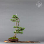 Juniperus squamata | Marcin Kolasa
