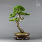 Juniperus chinensis | Krzysztof Kowalski
