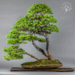 Pinus sylvestris | Włodzimierz Pietraszko