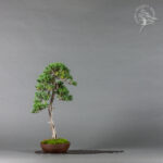 Juniperus squamata | Bartosz Warwas